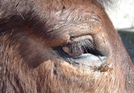 Verletzung in Augennähe beim Pferd