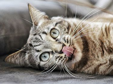 Reiki - Universelle Lebensenergie auch für Tiere