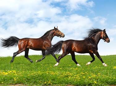 Raido Healing Horses